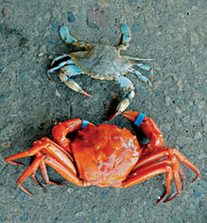 Red and blue crab. Credit: Brad Stevens/UMES